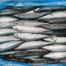 Seafrozen Mackerel Scomber Japonicus Mackerel Fish In Stock